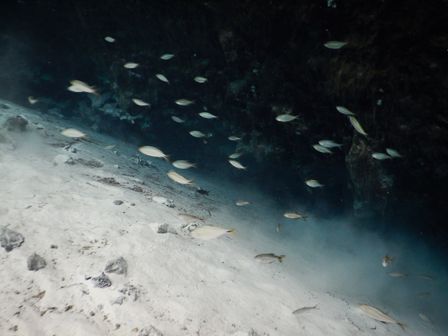 �J���N���P�W