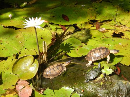 �J���N���Q�R