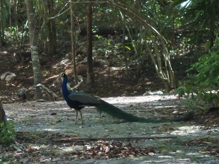 �J���N���Q�V