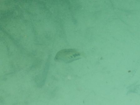 �J���N���S�O