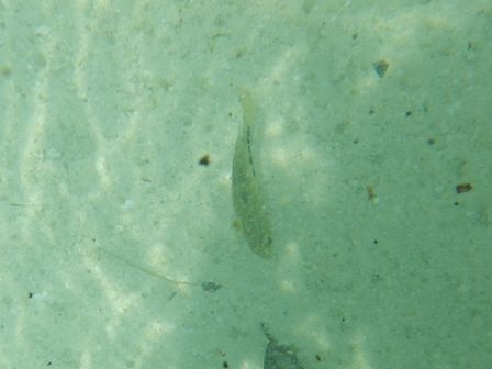 �J���N���S�P