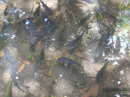 �J���N���T�S