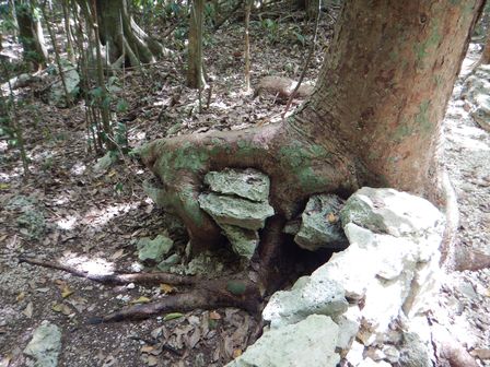 �J���N���T�W