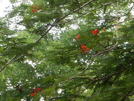 �J���N���U�P