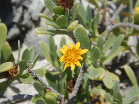 �J���N���Q�V