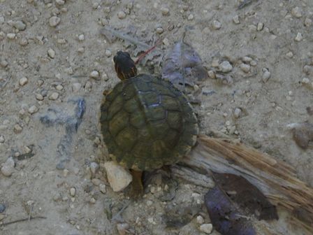 �J���N���Q�R