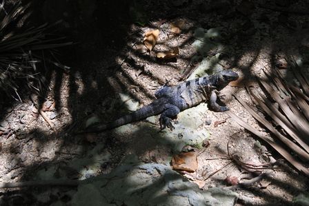 �J���N���S�W