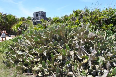 �J���N���T�S