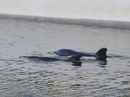 �J���N���X�O