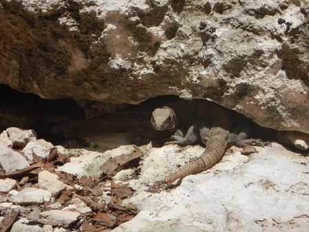 �J���N���Q�W