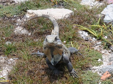 �J���N���Q�X