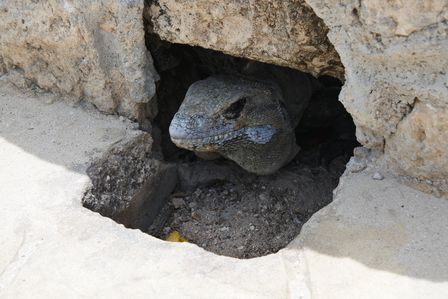 �J���N���R�P