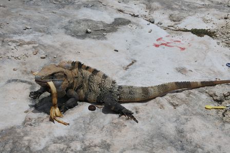 �J���N���R�R