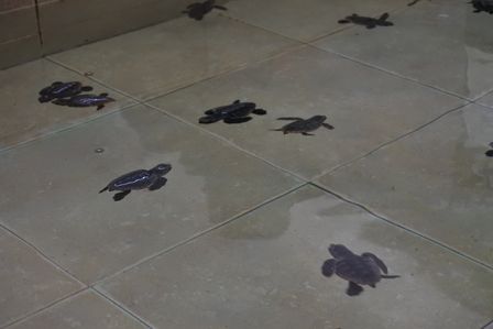 �J���N���R�X