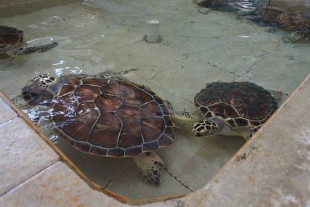 �J���N���S�O