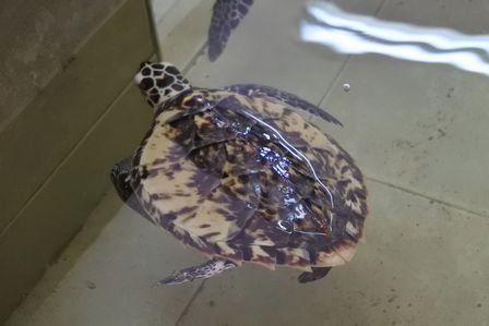 �J���N���S�P