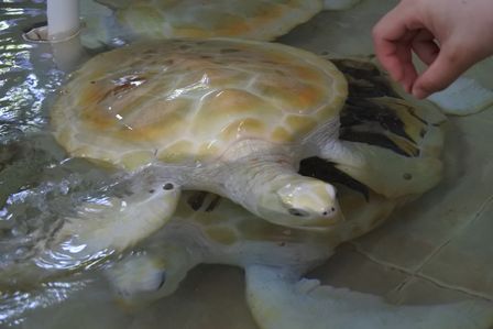 �J���N���S�Q