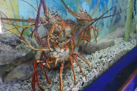 �J���N���S�S