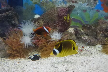 �J���N���S�T