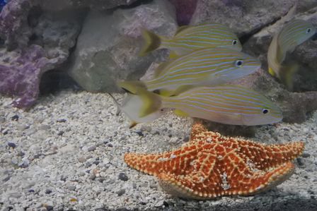 �J���N���S�V