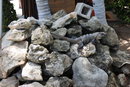 �J���N���T�P