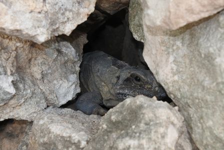 �J���N���T�Q