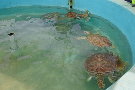 �J���N���T�T