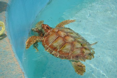 �J���N���T�V