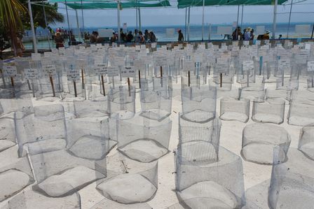 �J���N���T�X