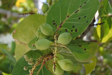 �J���N���U�O