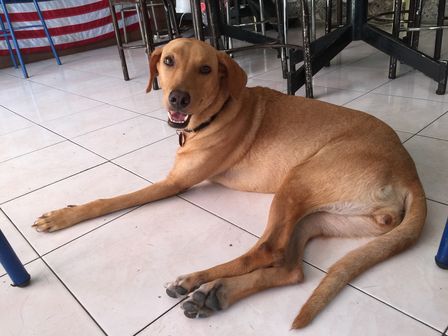 �J���N���U�X