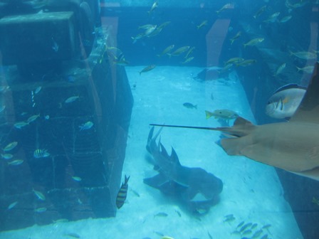 �h�o�C�S�Q