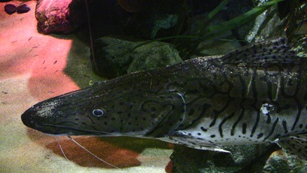 �h�o�C�P�P