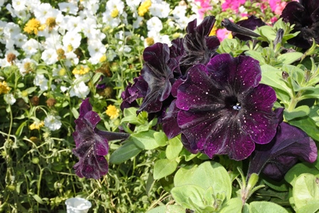 �h�o�C�S�S