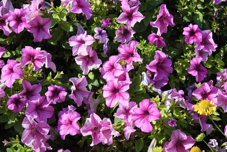 �h�o�C�S�U