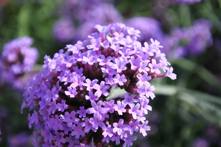 �h�o�C�S�V