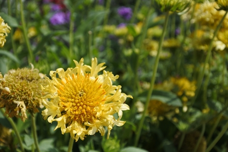 �h�o�C�S�W