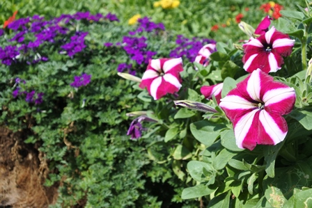 �h�o�C�T�Q