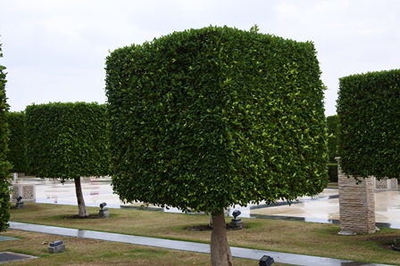 �h�o�C�R�O