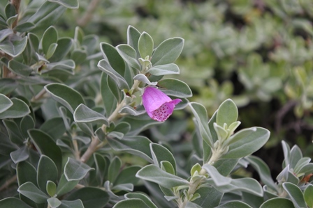 �h�o�C�R�R