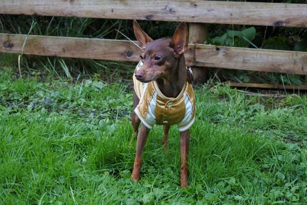 �x�m�܌΂P�P