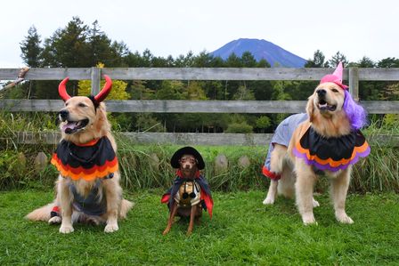 �x�m�܌΂Q�R