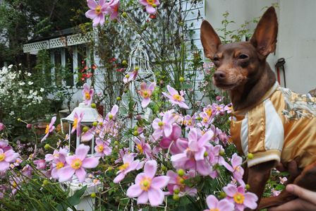 �x�m�܌΂P�P