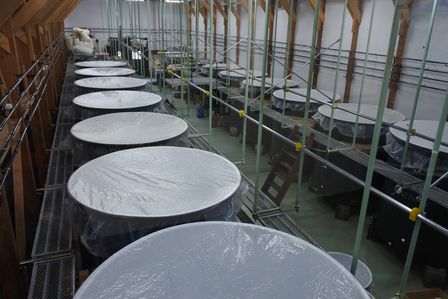 �x�m�܌΂R�W