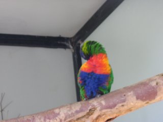 �R�A���P�O