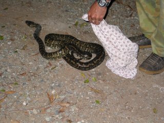 �W�����O���R