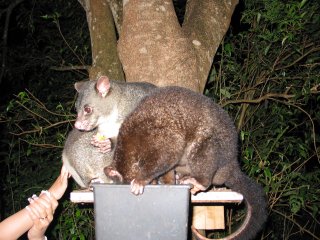 �W�����O���P�O