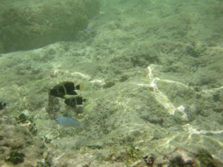 �O�A���P�P