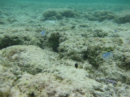 �O�A���P�Q