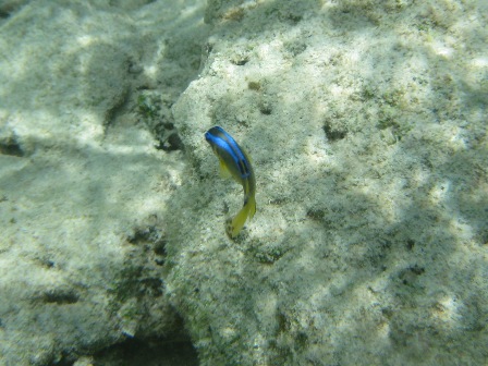 �O�A���P�R